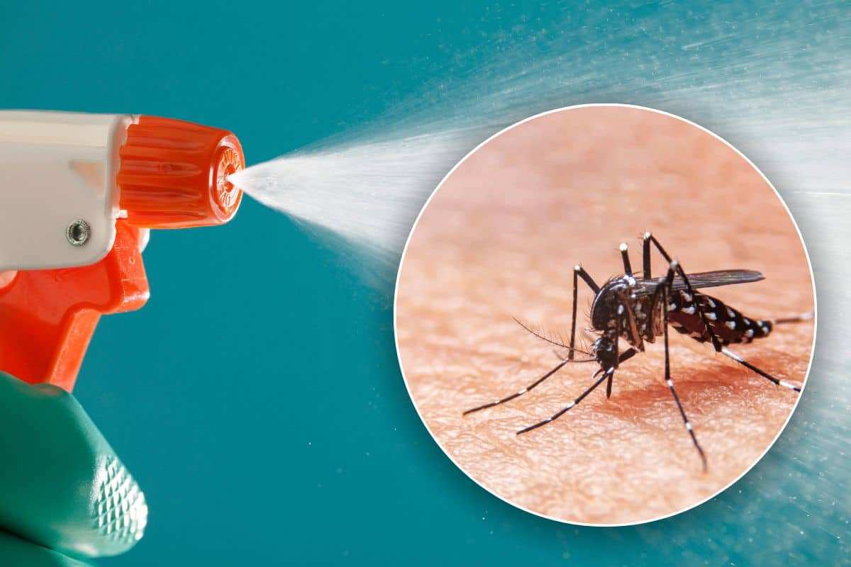 Come allontanare le zanzare di casa