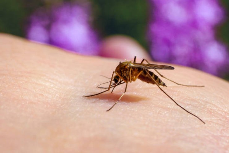 Rimedio contro le zanzare in casa